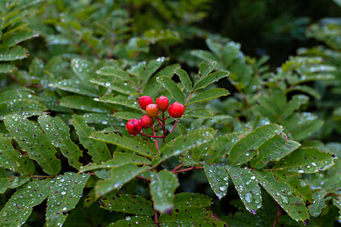 e0025030_8592838.jpg