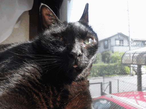 c0136736_13224792.gif