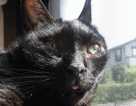 c0136736_13251458.gif