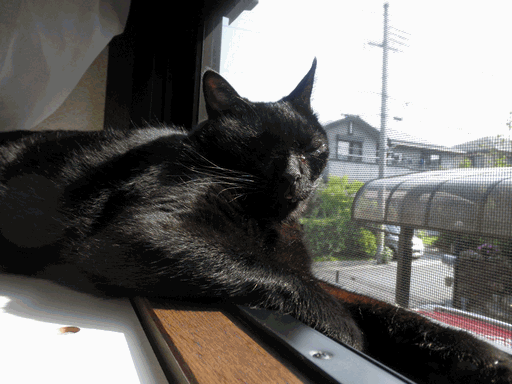 c0136736_1341615.gif