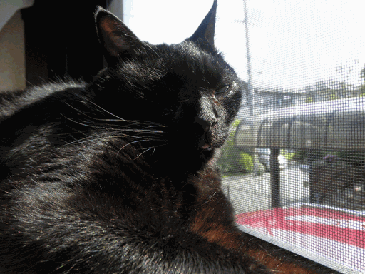 c0136736_1364749.gif