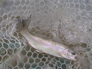 f0065341_1443135.jpg