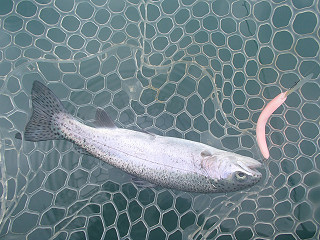f0065341_14433724.jpg