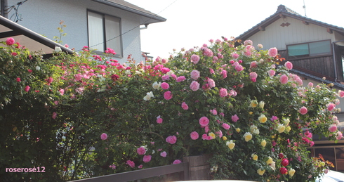 a0249051_8125637.jpg
