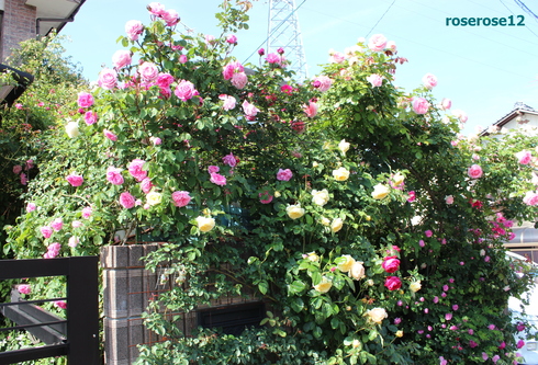 a0249051_84820.jpg
