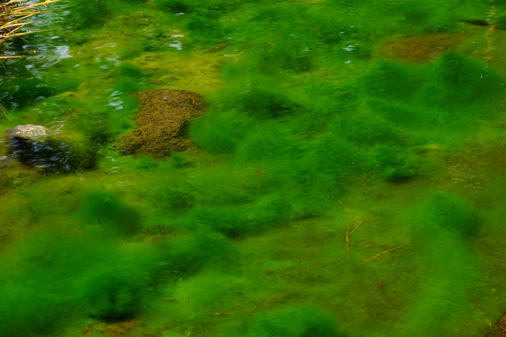 e0223456_116589.jpg