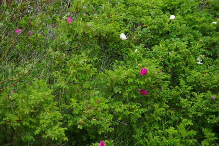 f0268294_23241077.jpg