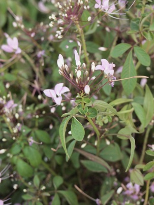 c0167112_14184540.jpg