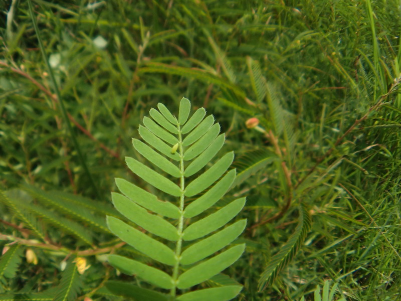 d0090322_10505995.jpg