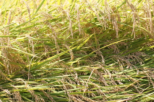 c0034029_14424627.jpg