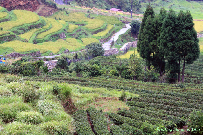 e0083238_757507.jpg