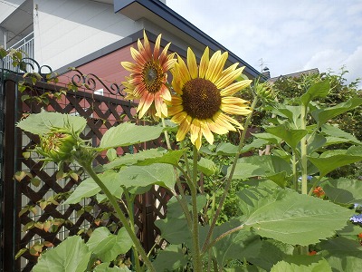e0004756_2072893.jpg