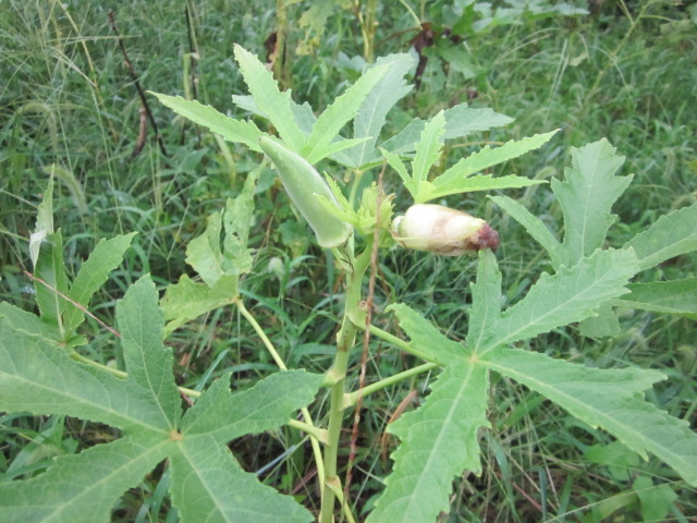 e0181260_2018405.jpg