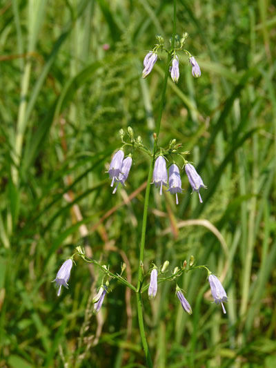 c0152779_10375649.jpg
