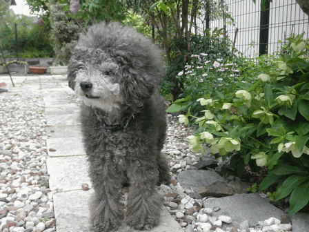 c0136736_1934431.gif
