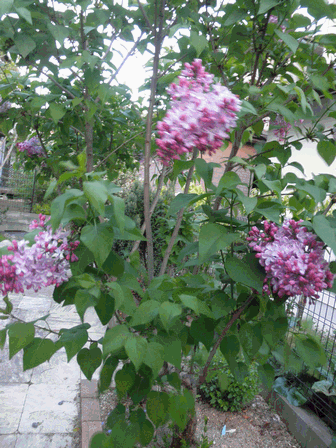 c0136736_1934574.gif