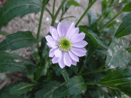 c0136736_19361298.gif