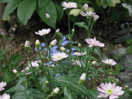c0136736_19364730.gif