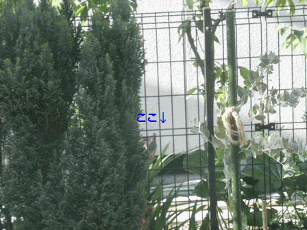 c0136736_193949.gif
