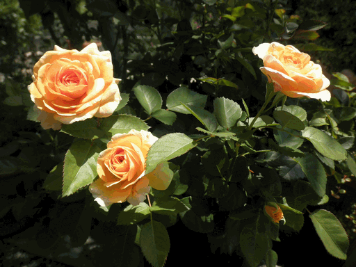 c0136736_194159100.gif
