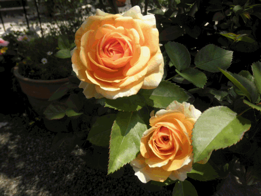 c0136736_19422657.gif