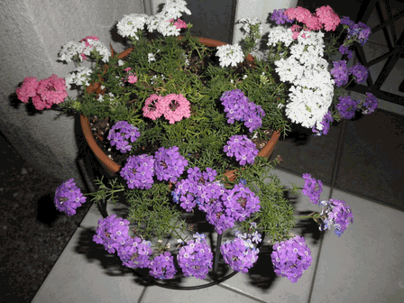 c0136736_19443048.gif