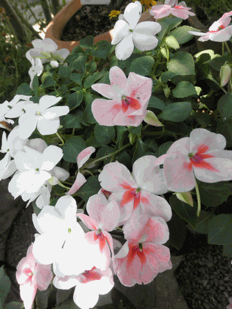 c0136736_1944526.gif