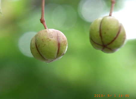 b0075364_18135055.jpg