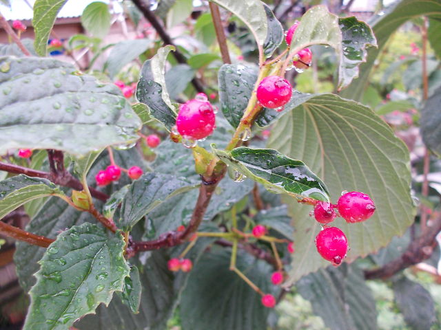 a0007388_9595931.jpg