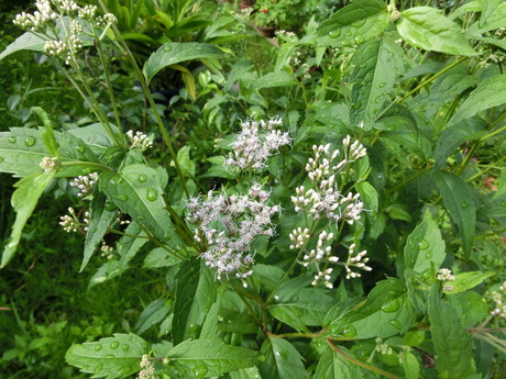 a0203003_21135537.jpg