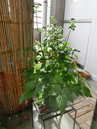 a0105023_9363034.jpg