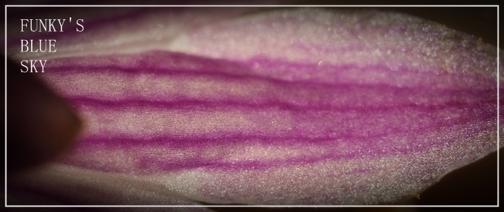c0145250_9202985.jpg