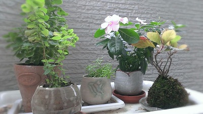 a0251851_141985.jpg