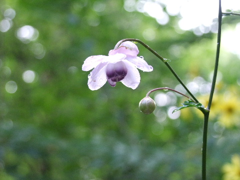 e0088260_2141969.jpg