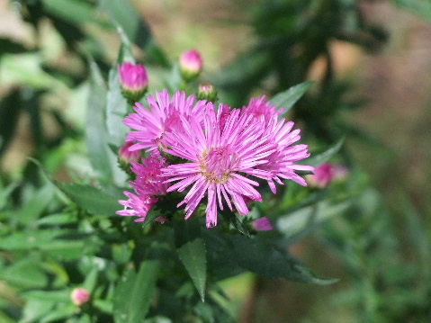 e0088260_21452349.jpg