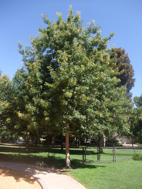 c0115366_1155763.jpg