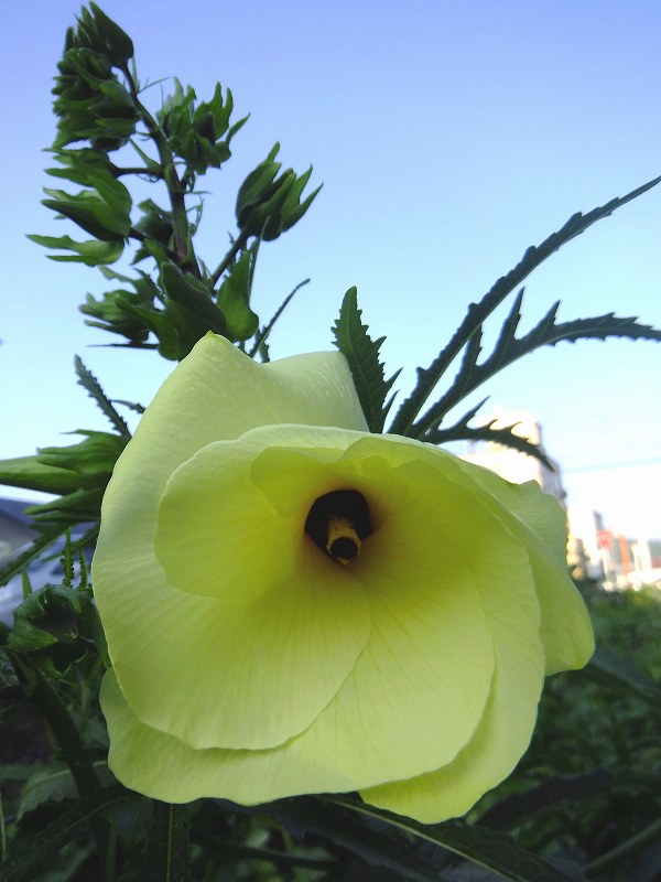 a0188405_9102339.jpg