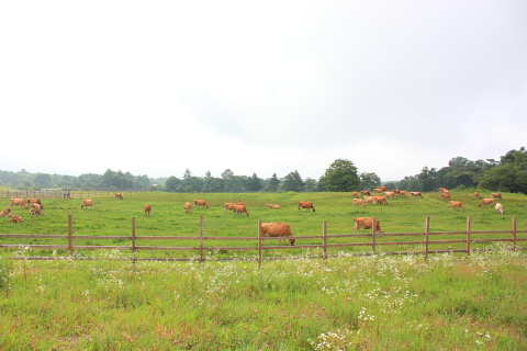 d0077811_23112869.jpg