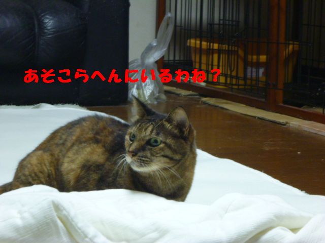 e0142430_10115791.jpg