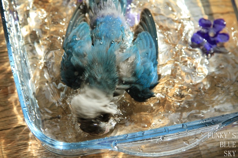 c0145250_9553022.jpg