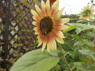 e0004756_21403514.jpg