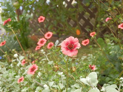 e0004756_228134.jpg