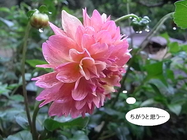 a0146070_6291359.jpg