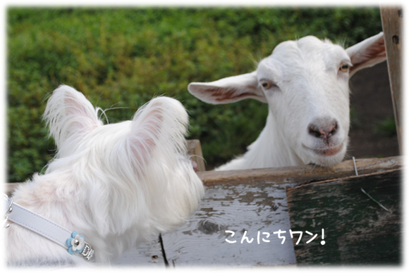 b0242873_235204.png