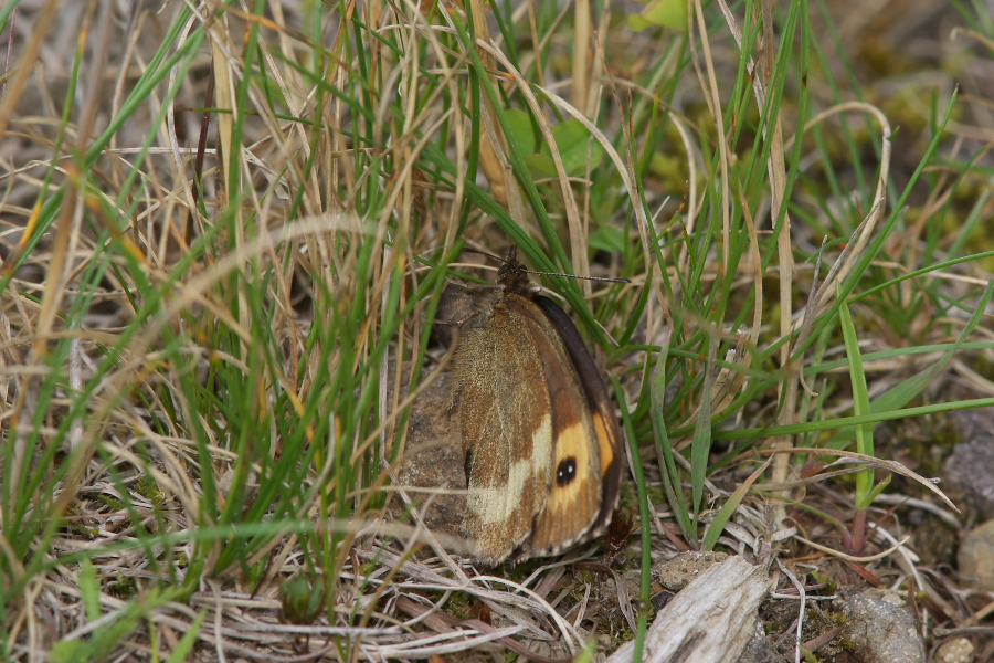 f0090680_2183484.jpg