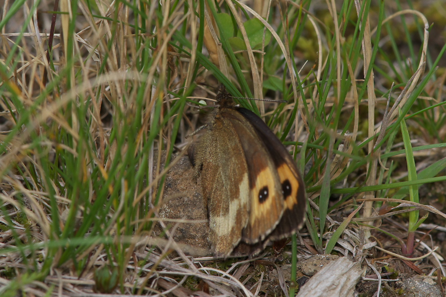 f0090680_218463.jpg