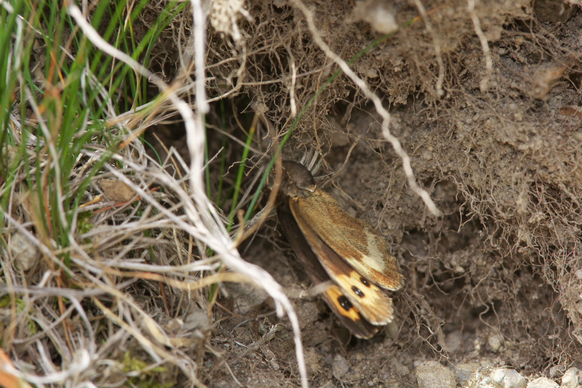 f0090680_2193493.jpg