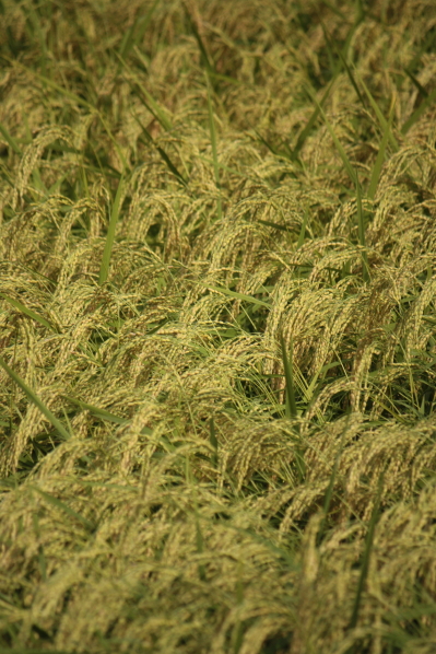 d0001008_15341919.jpg