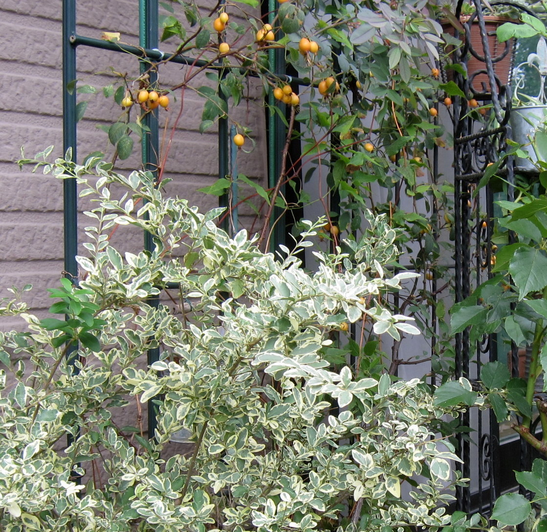 b0178339_16312771.jpg