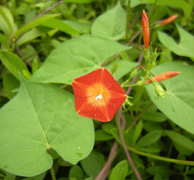 a0001354_2031630.gif